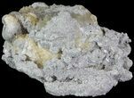Crystal Filled Fossil Whelk - Rucks Pit, FL #69076-2